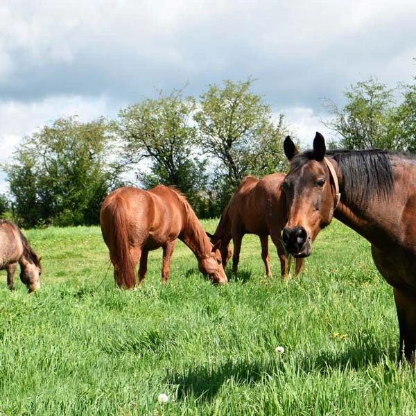 Pension pour chevaux à Saint-Clément, Allier